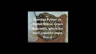 Burmese Python Redtail Boa Constrictor vs Green Anaconda who will win [upl. by Jeanette]