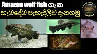 Wolf fish care in sinhala [upl. by Oneladgam356]