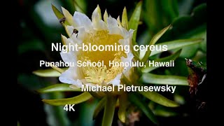 Night Blooming Cereus Punahou School Honolulu Hawaii [upl. by Gill31]