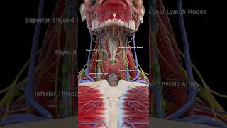 3d anatomy of the Thyroid Gland meded anatomy 3dmodel [upl. by Anerul]