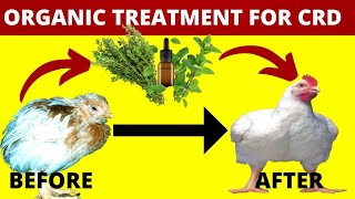 CHRONIC RESPIRATORY DISEASE ORGANIC TREATMENT IN CHICKEN [upl. by Viviene]