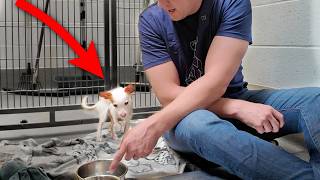 Watch the Moment Tiny Shelter Dog Eats his First Meal 🥹 [upl. by Brill]