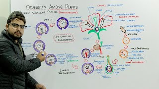 Life Cycle Of Angiosperms [upl. by Izzy120]