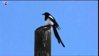 A Blackbilled Magpie sits on a high perch [upl. by Aidul251]