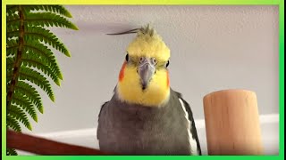 This Will Get Your Bird Excited 🦜The Bird Sanctuary  2hrs of Playing [upl. by Tippets711]