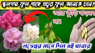 স্থলপদ্ম ফুল গাছে প্রচুর ফুল আনতে নভেম্বর মাসে দিন এই খাবার। [upl. by Studner748]