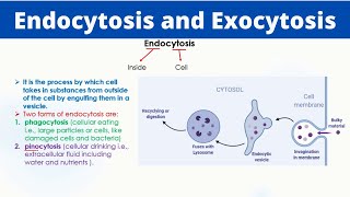 Endocytosis and Exocytosis  Phaogcytosis  Pinocytosis  Passage of molecules [upl. by Atter]