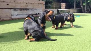 Black amp Tan Coonhound puppies [upl. by Adara]