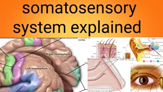 somatosensory systemphysiology lecture 11 [upl. by Eedoj293]