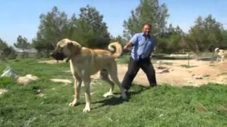 Biggest Dog in the World 90 cm Turkish Kangal [upl. by Greenstein446]