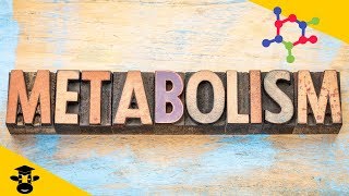 What is metabolism in biology [upl. by Mccullough]