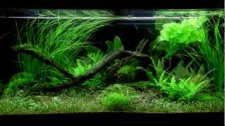 Layout 61 180L by Tropica [upl. by Maharva870]