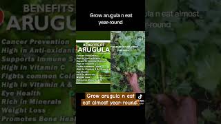 Grow arugula n eat yearround gardening backyardfarming [upl. by Izmar]