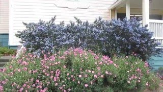 Growing Drought Tolerant Cistus amp Ceanothus in Canada [upl. by Anaile]