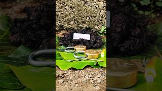 original nalla pasupu original black turmeric plant Kali haldi test trending 9325837843 [upl. by Oguh]