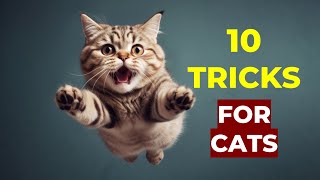 10 Amazing Cat Tricks You Can Train Them To Do [upl. by Vallery]