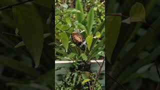 Lovely lacewing biblis butterfly insectlife [upl. by Krahmer166]