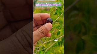 Rain forest plum taste review  Eugenia candolleana  exoticfruitplantstropicalfruit rarefruit [upl. by Canute]