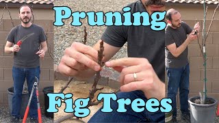 Pruning Fig Trees  Why When and How [upl. by Greysun]