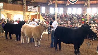 4H Grand Champion Steer [upl. by Horan]