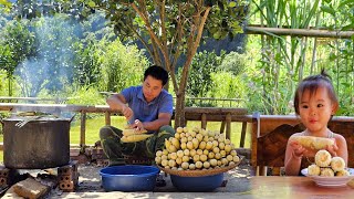 Harvesting corn gardenHow to boil corn goes to the market sell XuanTruong [upl. by Llenrad]