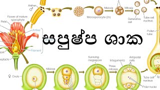 Phylum Anthophyta  Flowering plants  සපුෂ්ප ශාක  AL biology lessons in sinhala  biology [upl. by Aliuqa844]