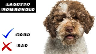 Lagotto Romagnolo Pros and Cons [upl. by Saba]