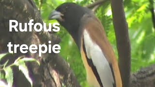 Rufous treepie bird [upl. by Lelia379]