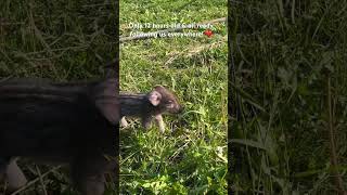 Orphaned Mangalitsa piglet follows her “mom” [upl. by Annecorinne]