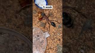 Myrmecia nigriceps weekly update spider  antkeeping bug antsworld insects [upl. by Sidalg190]