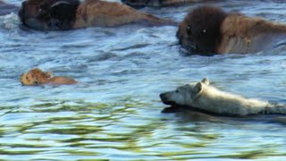 Determined Wolf Catches Young Calf  BBC Earth [upl. by Muhammad]