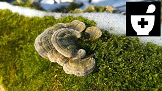 Wrośniak różnobarwny Trametes versicolor Jaworzno [upl. by Lovett]