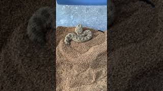 Sahara Sand Viper Burrowing in Sand ORIGINAL [upl. by Eirrok366]