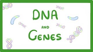 GCSE Biology  DNA Part 1  Genes and the Genome 63 [upl. by Kahaleel]