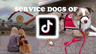 You’re on Service Dog side of TikTok 2 [upl. by Inalem]