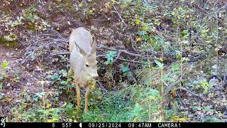 Mule deer doe at spring [upl. by Nannerb932]