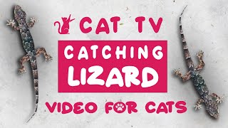 CAT TV  🦎 Catching Lizard 😻 Entertainment Video for Cats to Watch 30 min 4k [upl. by Anatniuq]