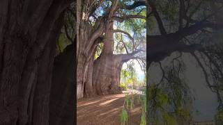 This 2000 year old tree is the worlds WIDEST tree El arbol de Tule Oaxaca México 🇲🇽 [upl. by Esilehs]