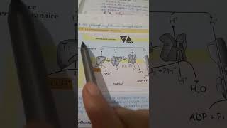 La chaine respiratoire 1ère partie 2bac science [upl. by Coulson]