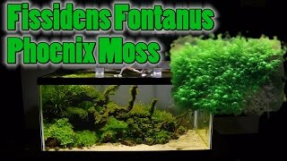 How To Grow Aquarium Moss amp Liverwort Fissidens Phoenix Moss part 2 [upl. by Ycrad]