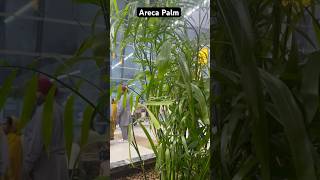 Areca Palm shorts arecanutfarming arecaleafplate subscribemyyoutubechannel [upl. by Kciredohr]