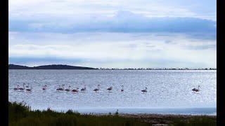 Bages ein Fischerdorf in Südfrankreich Flamingos und Störche [upl. by Yantruoc]