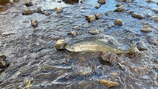 First salmon since 1912 spotted in Oregons Klamath Basin [upl. by Eek]