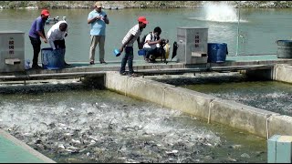 আইপিআরএস প্রযুক্তিতে মাছ চাষ ও সম্ভাবনা  IPRS Fish Farming BD  সোনালী ফসল  Farm Broadcast Service [upl. by Aidnyc]