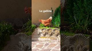 Le galline del nostro vicine [upl. by Leede]