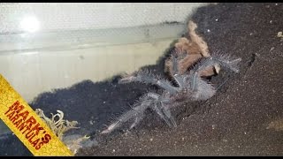 Theraphosa Stirmi sling rehouse amp enclosure setup [upl. by Rust]