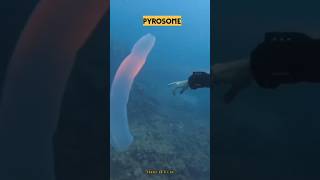 PYROSOME Pyrosome seacreatures sealife amazingfacts viralvideo interestingfacts [upl. by Marcell]