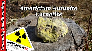 Radioactive Fun Americium Autunite amp Carnotite [upl. by Lzeil918]