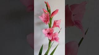 GladiolusGladíolos ou Palmaplantandoflores palmaflor santacatarinabrasiladubandochacaráflor [upl. by Treborsemaj]