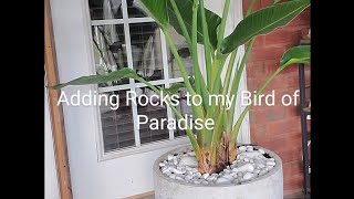 Adding Rocks to my Bird of Paradise before moving it inside for the winter [upl. by Emlin773]